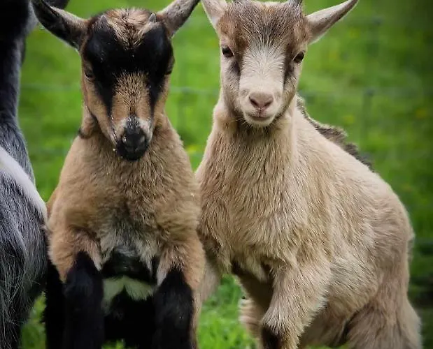 Coombs Glamping Pods Camping Danby