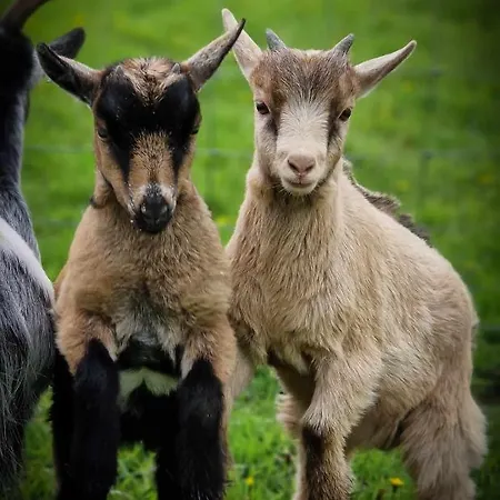 Coombs Glamping Pods Kemping Danby